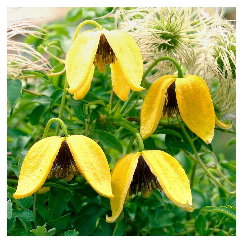 Clematis Tangutica - Gelbe Kletterpflanze winterhart - Mehrjährige Pflanze für den Balkon mit glockenförmigen Blüten