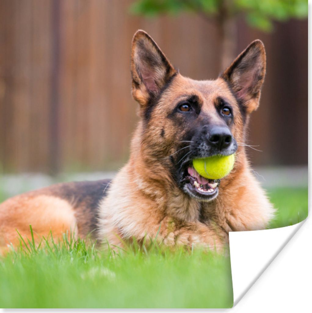 MuchoWow Poster Deutscher Schäferhund mit einem Tennisball im Maul 100x100 cm - Babyzimmer