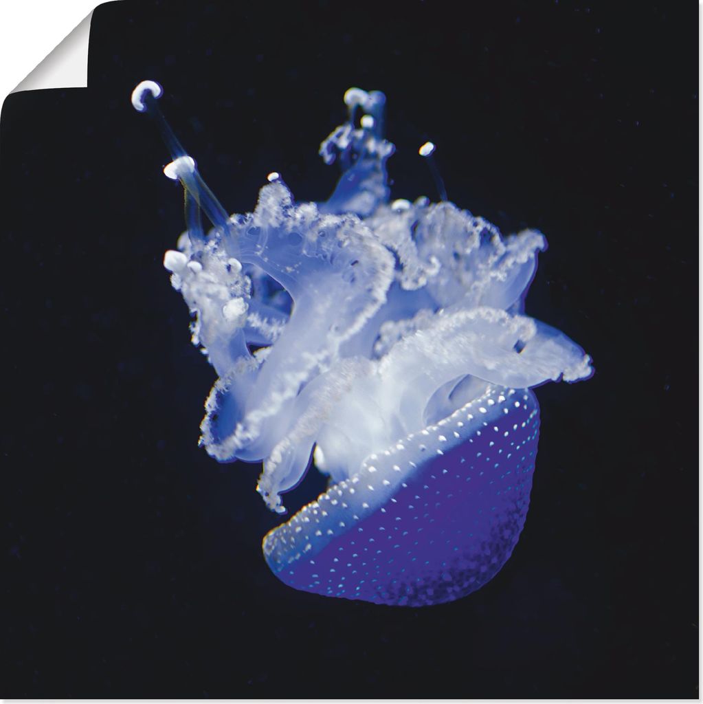 ARTland Poster Qualle Aquarium Zoo Größe: 70x70 cm