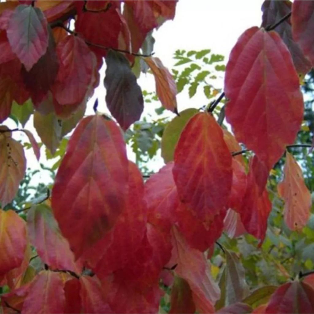 Sycoparrotia semidecidua Purple Haze - Parrotie-Strauch 40-60