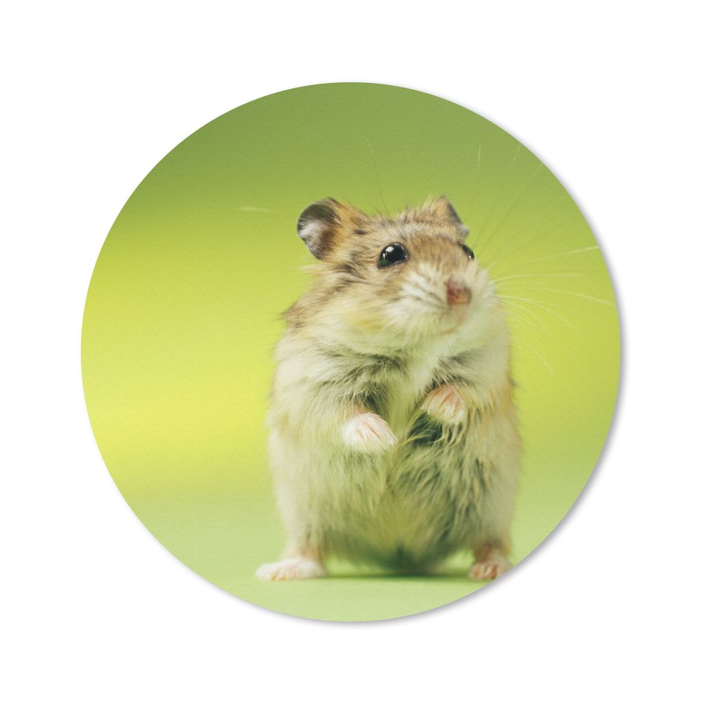 MuchoWow Mauspad Mousepad Nahaufnahme eines Hamsters vor einem grünen Hintergrund 50x50 cm - Mousepads - Maus Mat - Pad - Mausunterlage - Vinyl