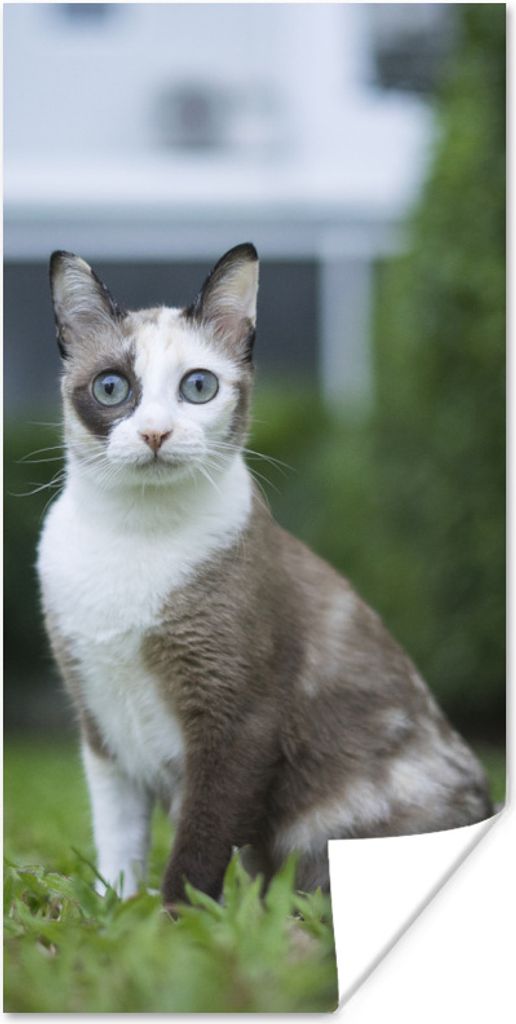 MuchoWow Poster Katze - Siamese - Gras - Mädchen - Kinder - Jungen - Kind 20x40 cm - Plakat - Foto