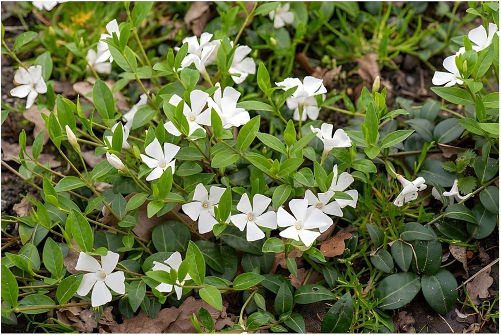 Stauden Gänge 1 x Vinca minor 'Gertrude Jekyll' - Weißes Kleines Immergrün - tolle Blütenpracht - sehr pflegeleicht - Bodendecker - Immergrün