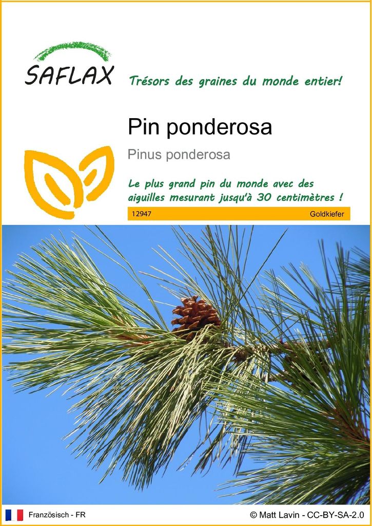 SAFLAX  - Pin ponderosa - 20 graines - Pinus Image du produit 