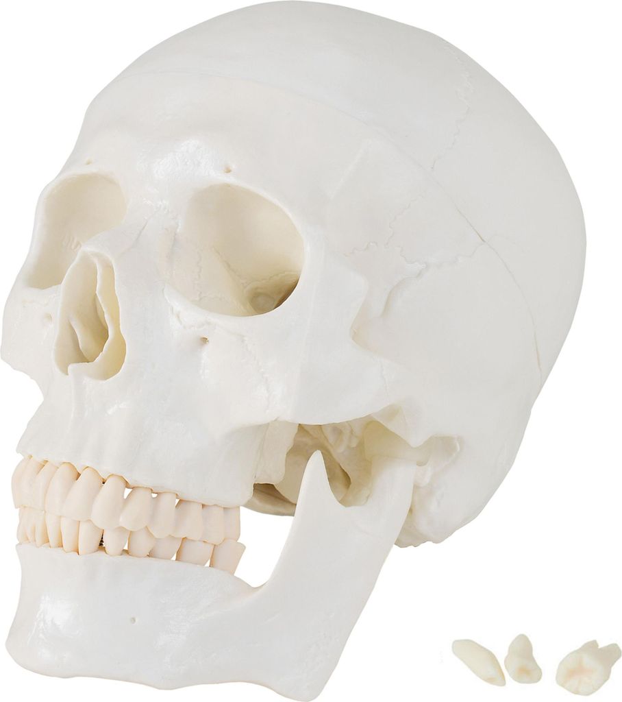 Lebensgroß Schädel Anatomie Modell Skelett Anatomisches Produktbild 
