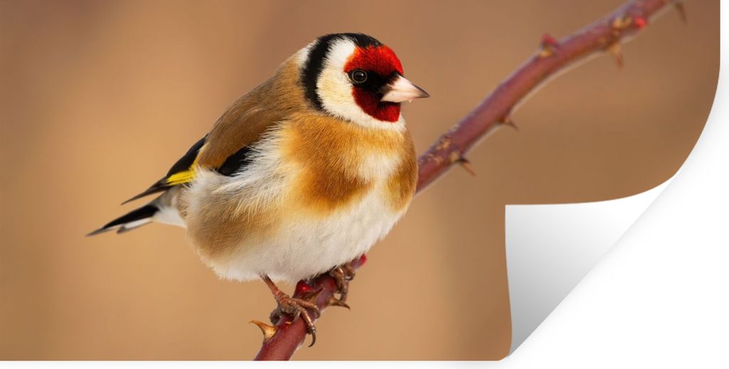 MuchoWow Wandtattoo Wandsticker Wandaufkleber Kropftaube - Vogel - Tiere 40x20 cm Selbstklebend und Repositionierbar - Aufkleber