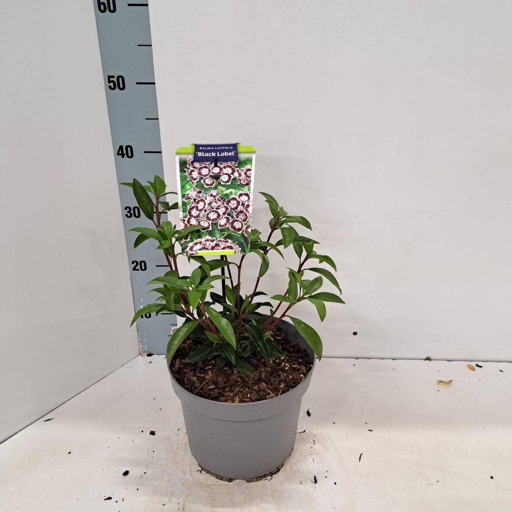 Kalmia lat. 'Black Label' - Berglorbeer | 25-30 cm im Topf