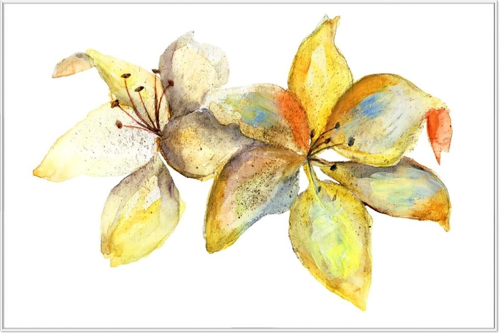 Wallario Wandbild Aquarell von gelben Lilien, Größe: 61 x 91,50 cm, Poster mit weißem Aluminiumrahmen