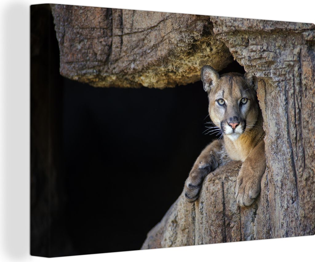 OneMillionCanvasses - Leinwandbilder - 150x100 cm, Puma in Höhle, Wandbilder Kunstdruck Wanddekoration