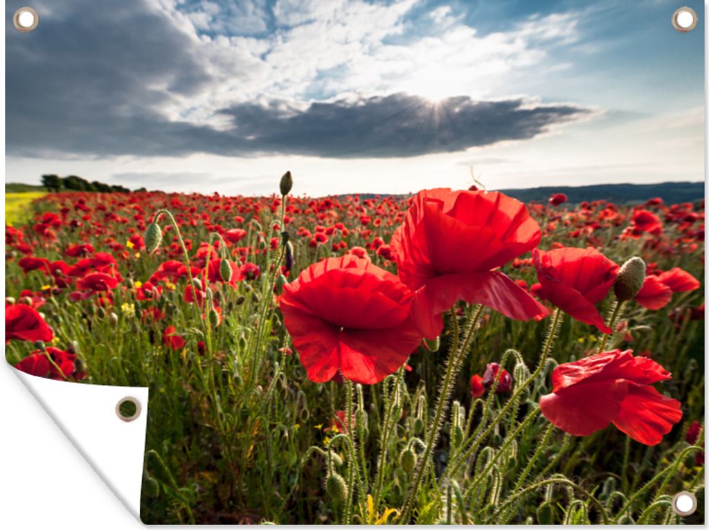 MuchoWow 40x30 cm Outdoor-Poster Gartendeko Sichtschutz Garten Poster für den Garten Mohnblumen vor einem dramatischen, stürmischen Himmel