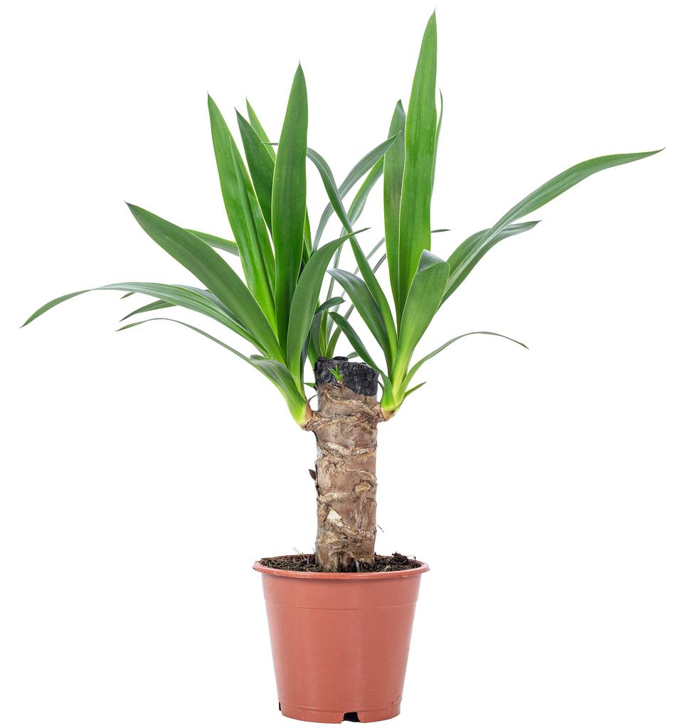 Palmlilie 1-stämmig - pflegeleichte Zimmerpflanze, Yucca Elephantipes Palme 20 - Höhe ca. 45 cm, Topf-Ø 12 cm