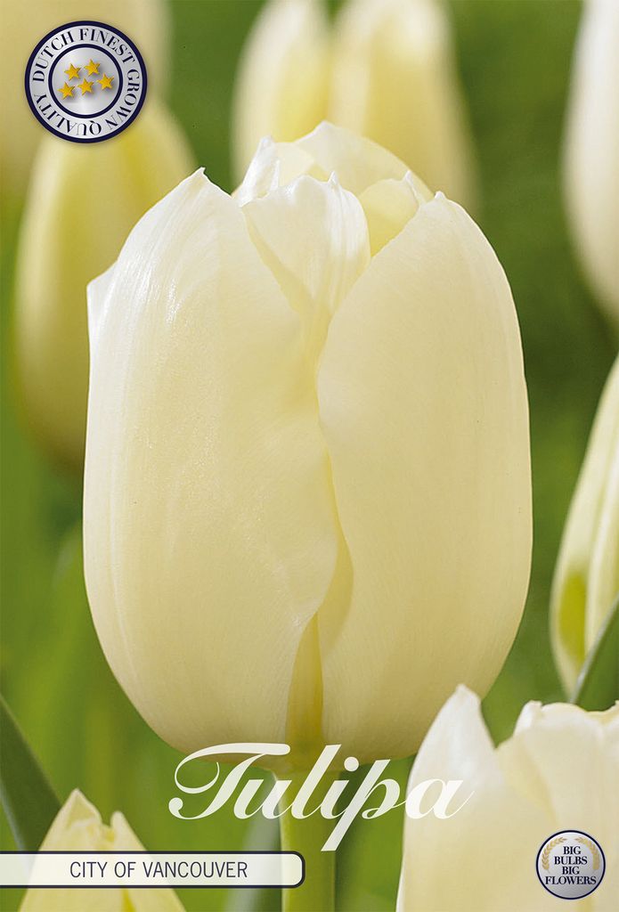Tulpe City of Vancouver (10 Stück) | Tulpenzwiebeln von Sam van Schooten