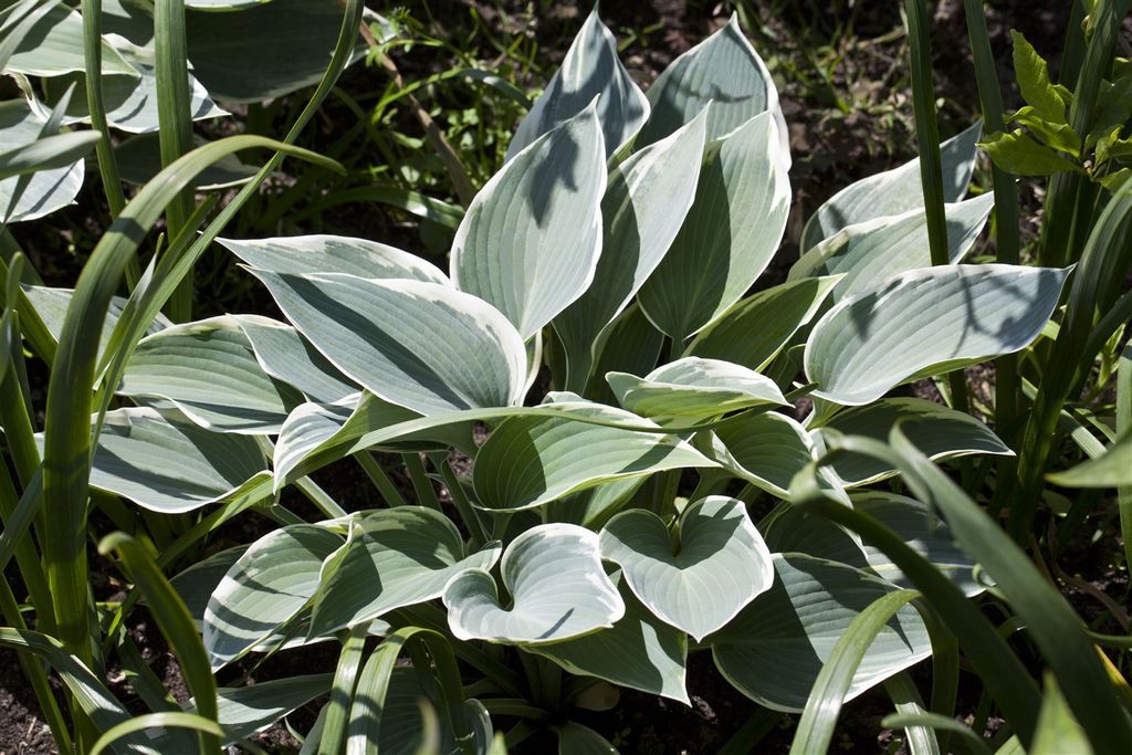 Hosta x tardiana 'El Nino', Funkie, blaugrün, ca. 11x11 cm Topf