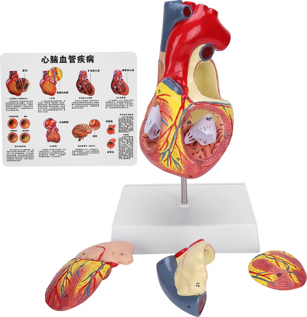 Modello Cuore Anatomico 2X Grandezza Naturale per Didattica Medica