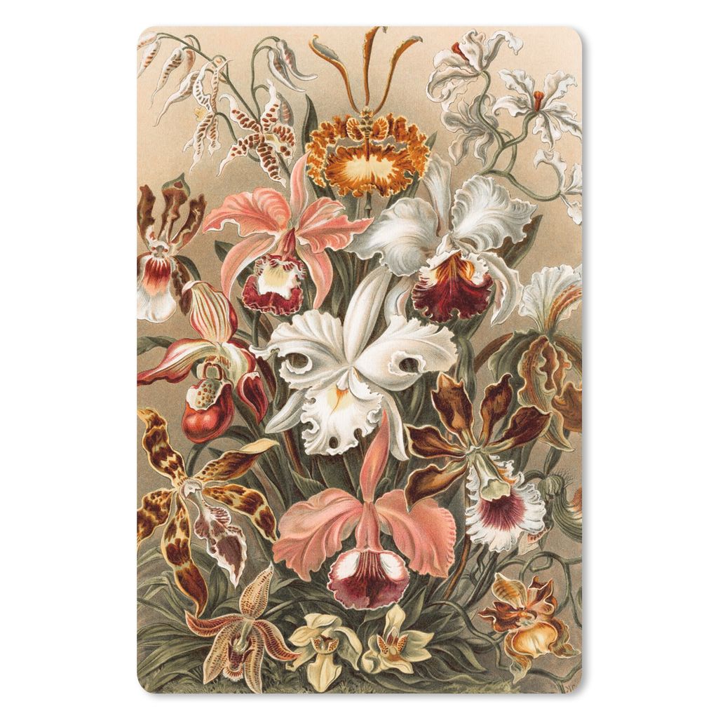 MuchoWow® Mauspad Mousepad Orchidee - Ernst Haeckel 18x27 Produktbild 