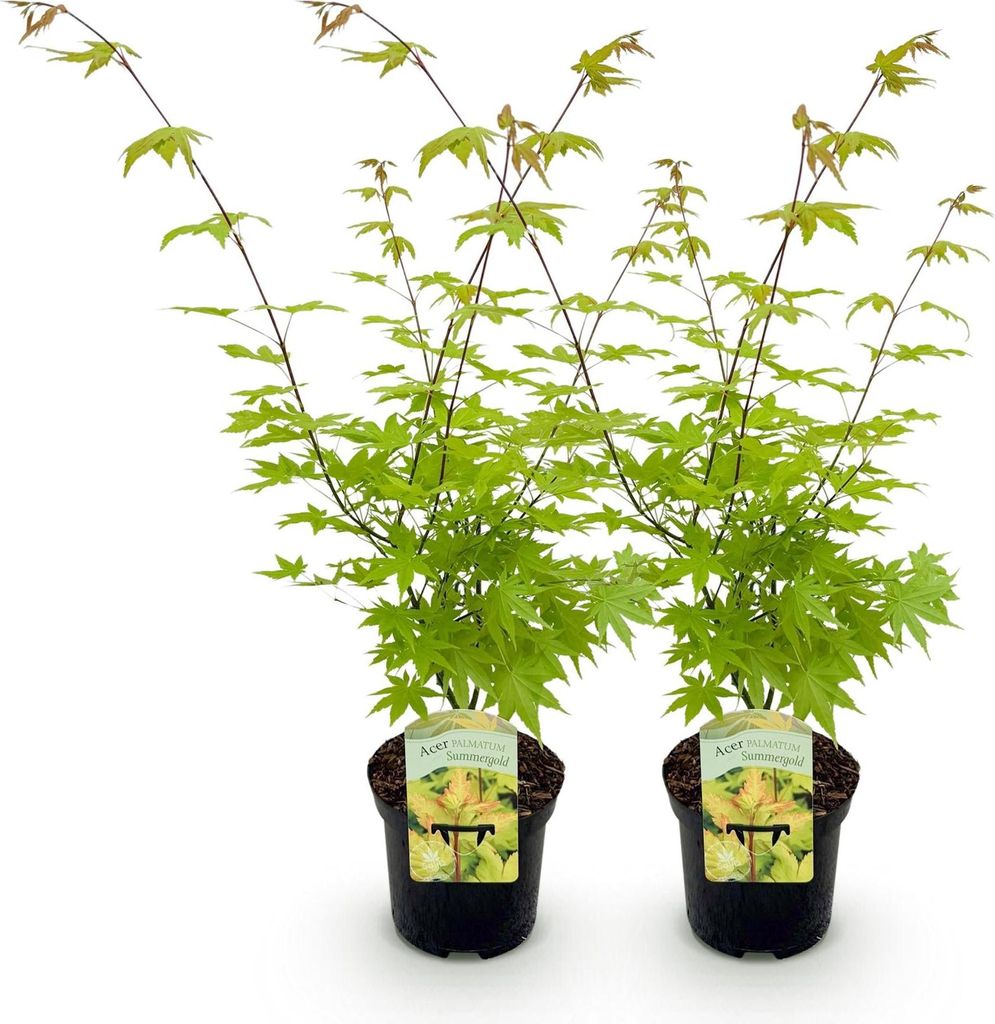 GreenboutiQ - Balkonpflanze - Japanischer Ahorn - Acer palmatum Summergold - Gelb - 2 Pflanzen - Laubabwerfend - Topf 19cm Höhe 70cm