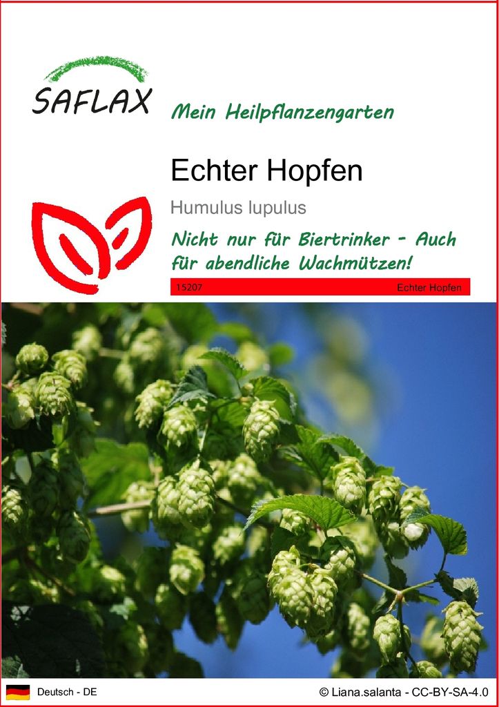 SAFLAX - Heilpflanzen - Echter Hopfen - 50 Samen - Humulus Produktbild 