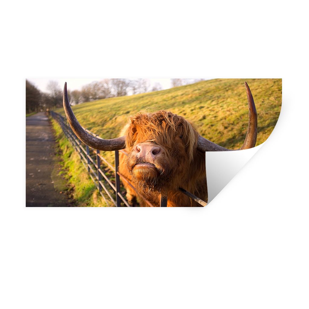 MuchoWow Wandtattoo Wandsticker Wandaufkleber Scottish Highlander - Zaun - Gras 160x80 cm Selbstklebend und Repositionierbar - Sticker - Dekorfolie