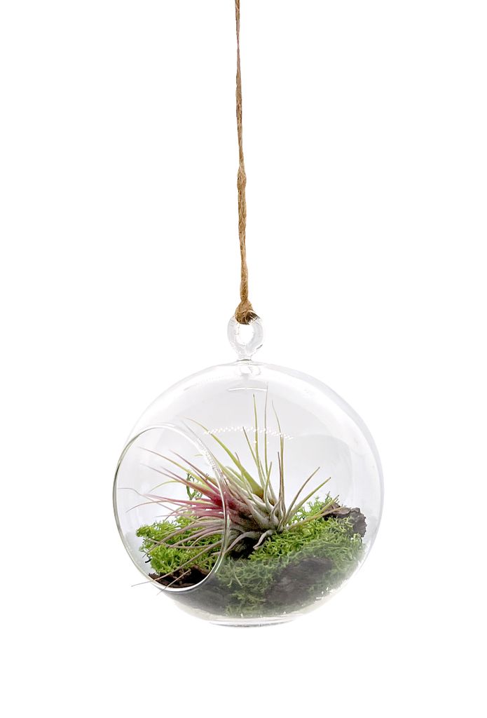 Miniaturgarten im Glas zum aufhängen 12cm "handmade" Produktbild 