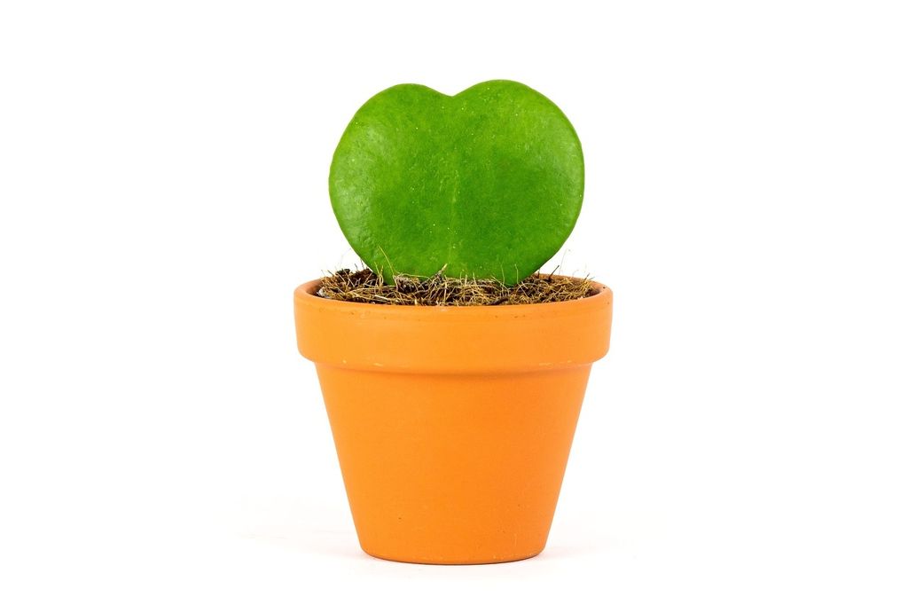 Gardners Hoya kerrii, priemer 6 cm Obrázok produktu 