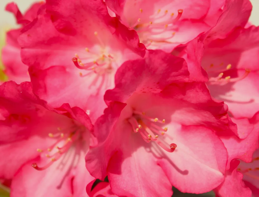 Rhododendron persistant Fantastica à fleurs rose vif hauteur 40cm