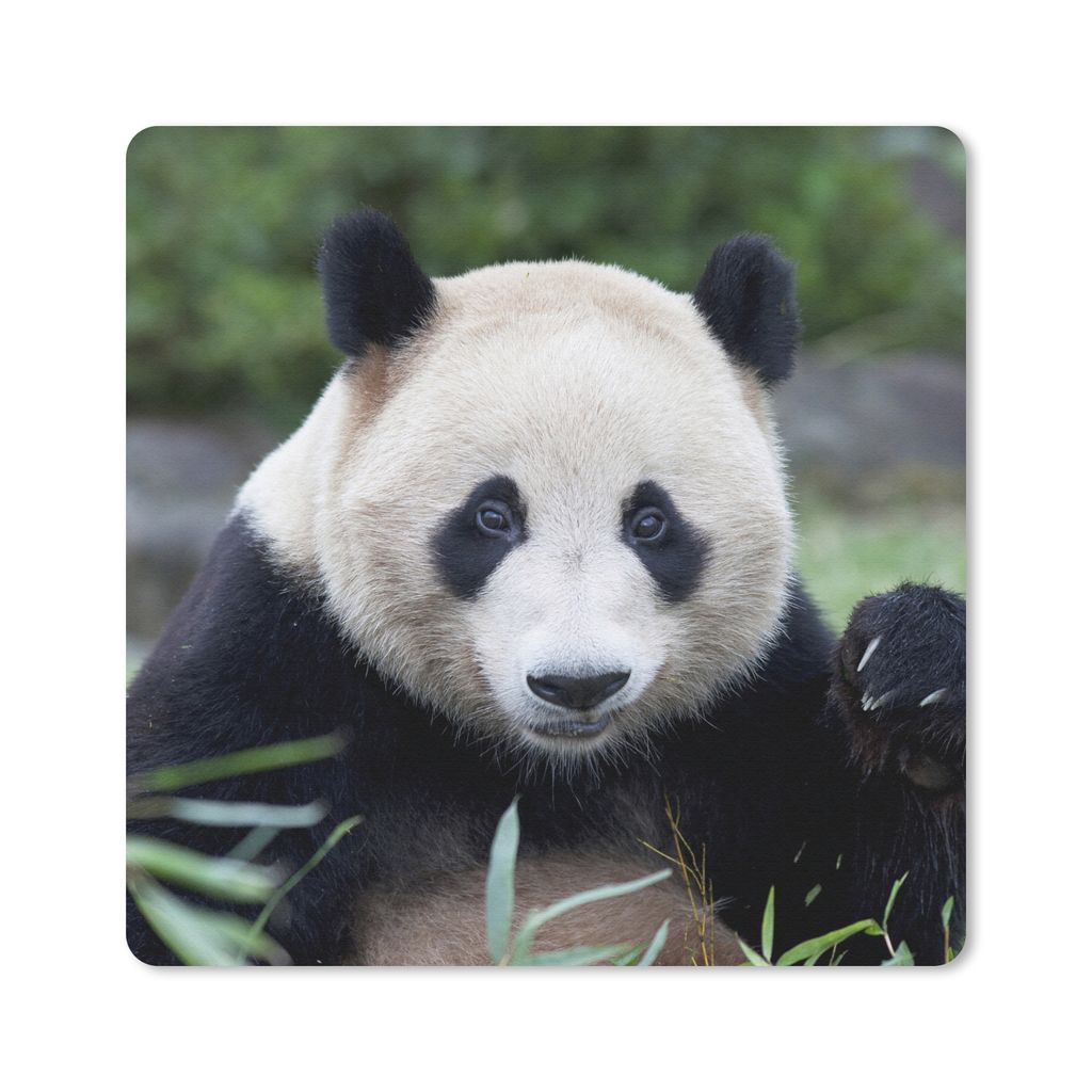 MuchoWow® Mauspad Mousepad Großer Panda - Gras - Steine Produktbild 