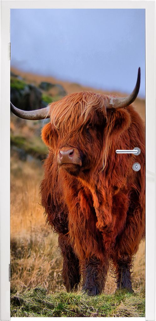 MuchoWow Türtapete Selbstklebende Türfolie Schottische Highlander - Gras - Steine 85x205 cm Türposter Türaufkleber Klebefolie Türklebefolie ...