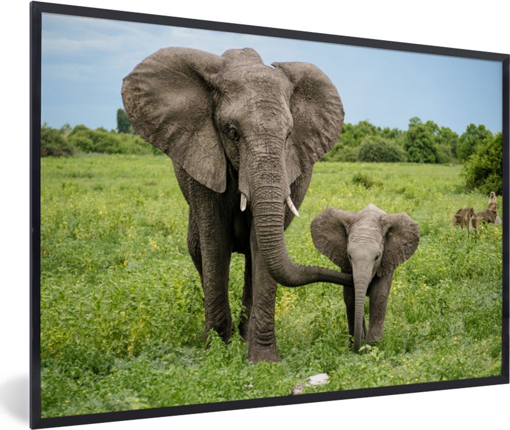 MuchoWow® MuchoWow® Gerahmtes Poster Elefant - Natur - Park Produktbild 