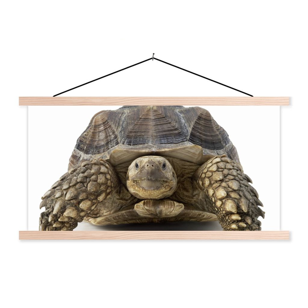 MuchoWow Textilposter Schildkröte - Tiere - Weiß 120x60 cm mit holzfarbenen Rahmen - Klemmleiste