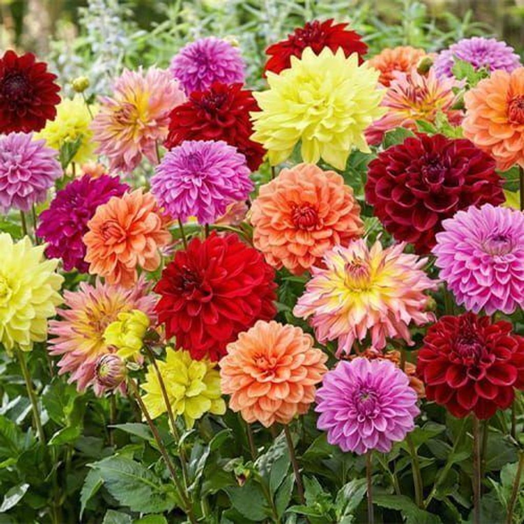 Bunter Dahlien Mix (10 Knollen in 10 Farben / Sorten)