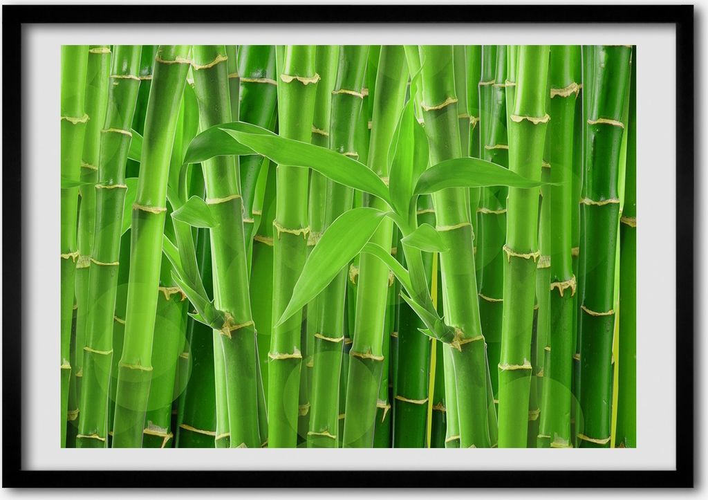 Bild - Bilder - Bilderrahmen - 70 cm x 50 cm - MDF-Rahmen, Wandkunst Bambusse