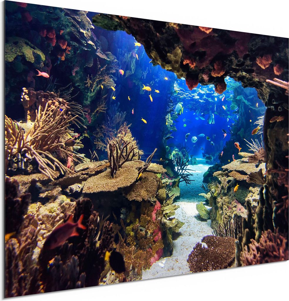 DEQORI Alu-Dibond Bild Weiß 60x40 cm 'Exotisches Aquarium' Wandbild Metall dünn Design