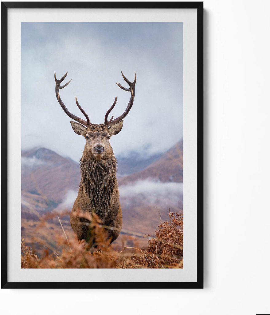 Hirsch auf einer Bergwiese– Wandbild mit Rahmen – Gerahmtes Bild – Wanddekoration – 70x100 cm – Schwarz Rahmen