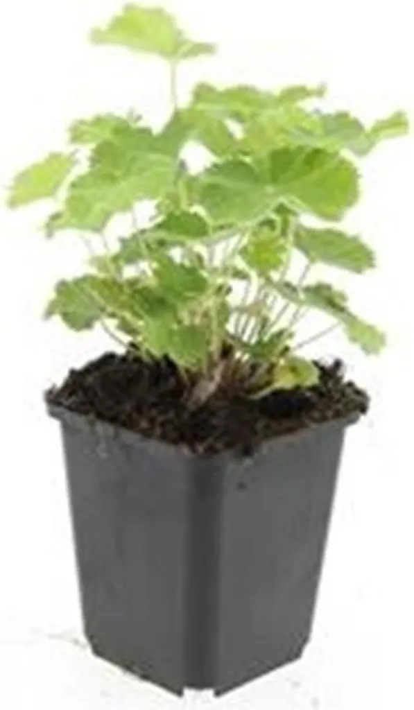 Alchemilla mollis pot 9cm lot de 40 pour ombrager et fleurir un talus