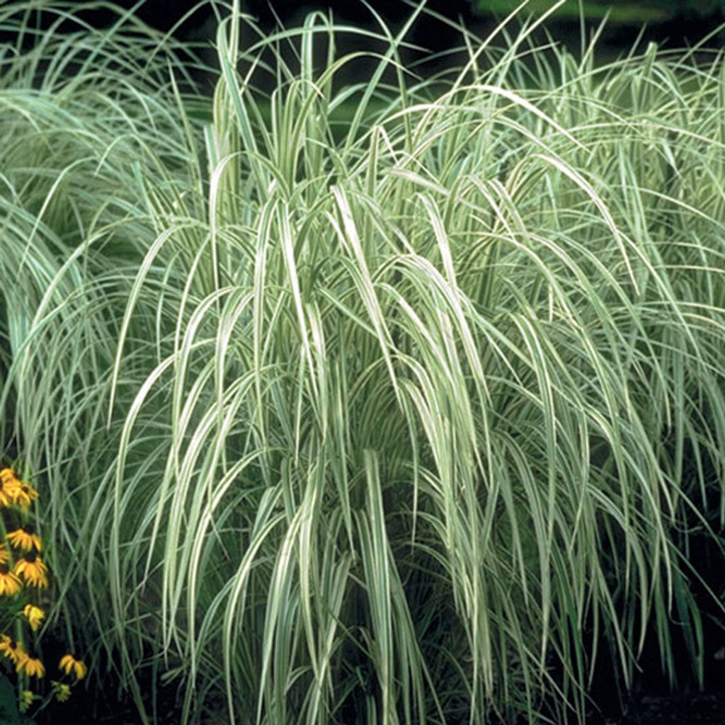 6 x Weißgestreifter Chinaschilf - Miscanthus sinensis 'Variegatus' | Topf 9cm x 9cm