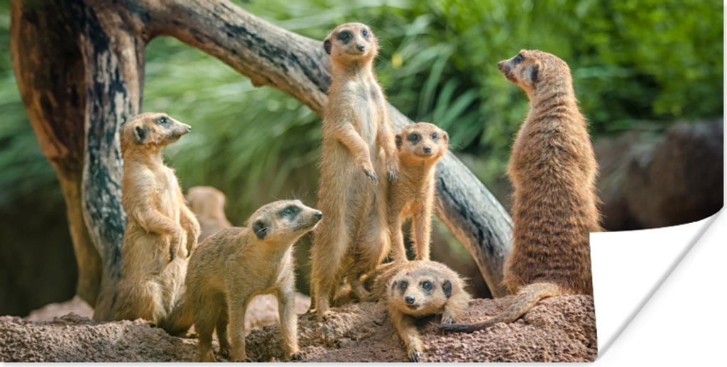 MuchoWow Poster Erdmännchen - Familie - Tiere 150x75 cm - ohne Rahmen