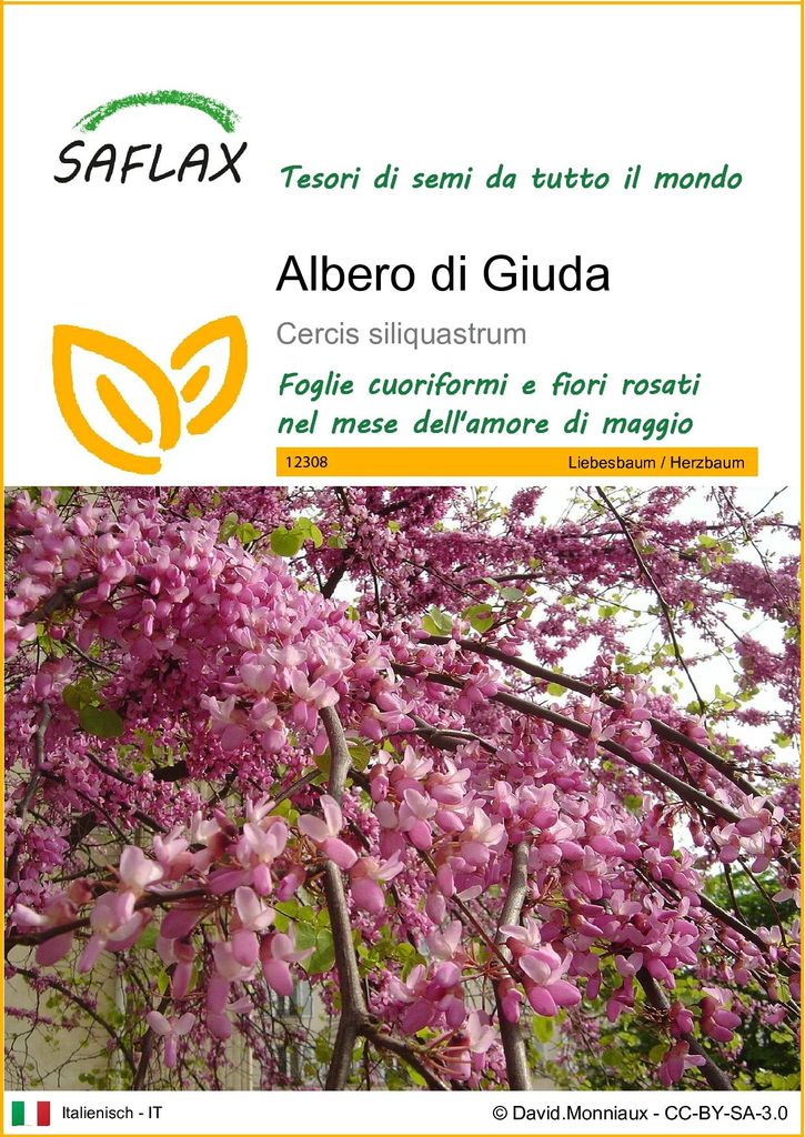 SAFLAX  - Albero di Giuda - 60 semi - Cercis Immagine del prodotto 