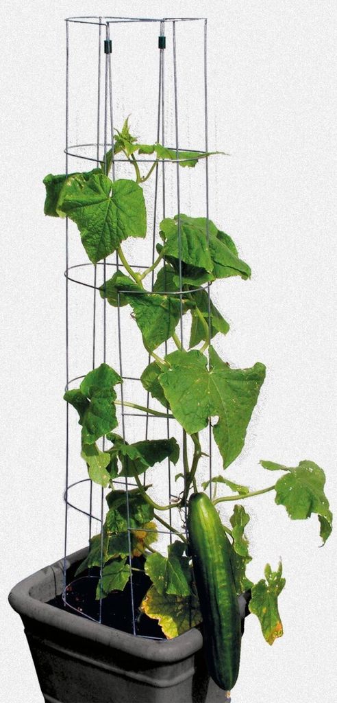 Bellissa Veža z uhoriek 120 cm, výška 120 cm Obrázok produktu 