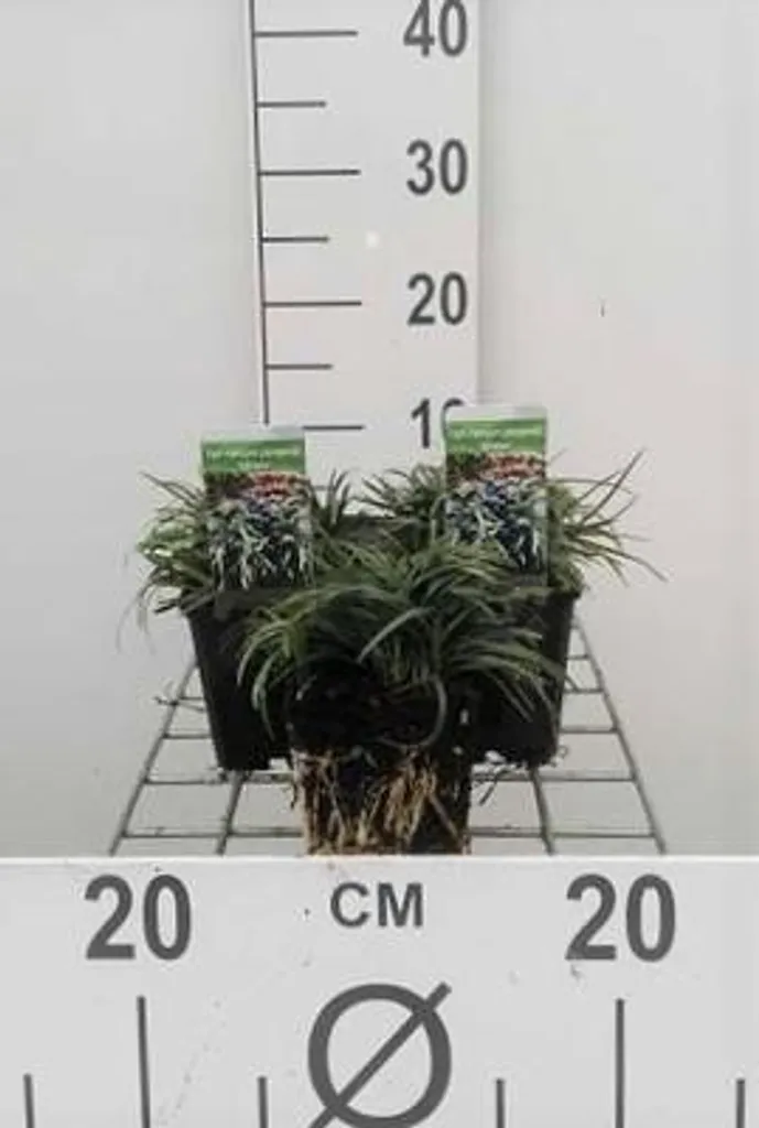 Ophiopogon japonicus Barbe de serpent pour jardin d'ombre lot de 6