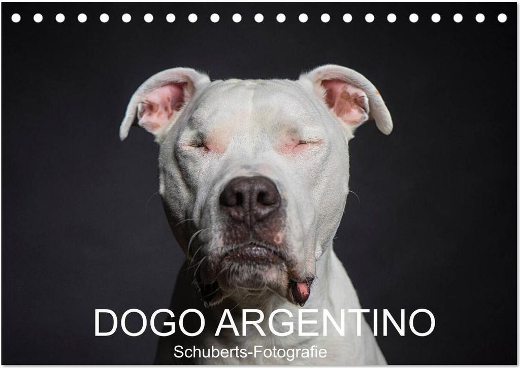 DOGO ARGENTINO (Tischkalender 2026 DIN A5 quer), CALVENDO Monatskalender