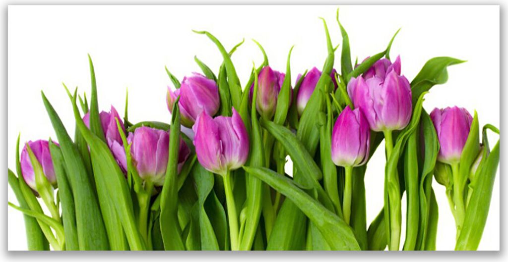 Tulup Leinwand-Bilder 140x70 Wandbild Canvas Kunstdruck Tulpen Pflanzen
