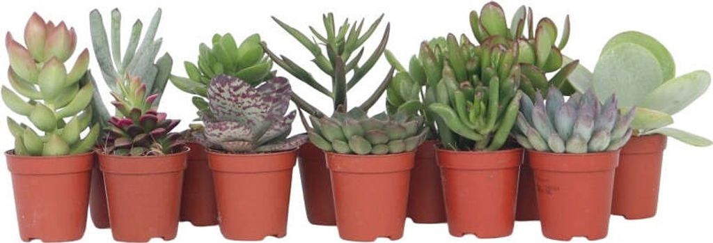 Sukulenty Do Bytu (dostatek světla, některé druhy, přímé slunce, světelné podmínky, Aloe vera) Sukulenty Do Bytu