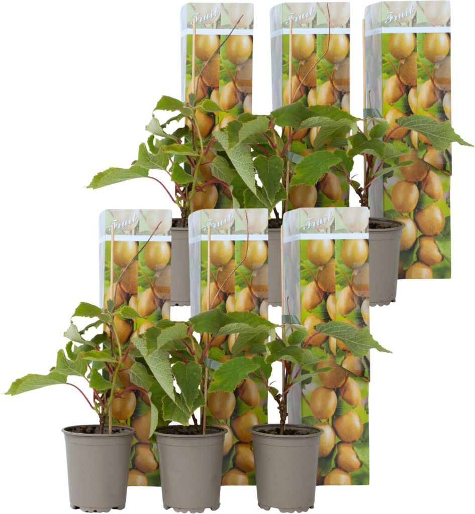 Kiwipflanze - 6 Stk - Actinidia deliciosa 'Jenny' - Höhe Produktbild 
