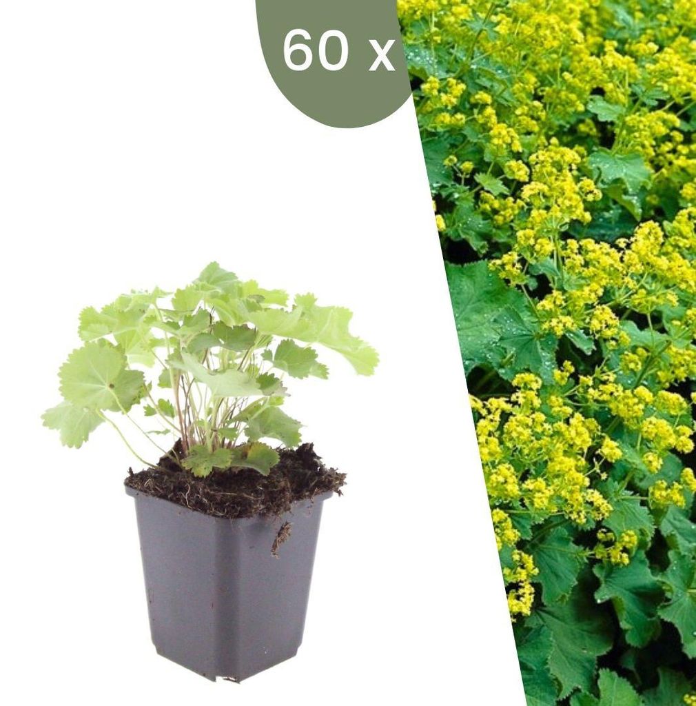 Plants by Frank | 60 Frauenmantel Pflanzen | Alchemilla Produktbild 