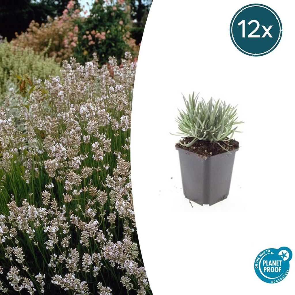 Weisser Provence-Lavendel - Lavandula intermedia 'Edelweiss' - 9cm Topf - Set mit 12 Pflanzen