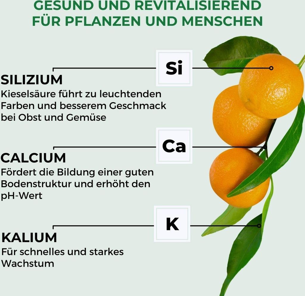 camellia sinensis zimmerpflanze Seedeo® Echter Teestrauch (Camelia sinensis VAR. sinensis) 7 Samen