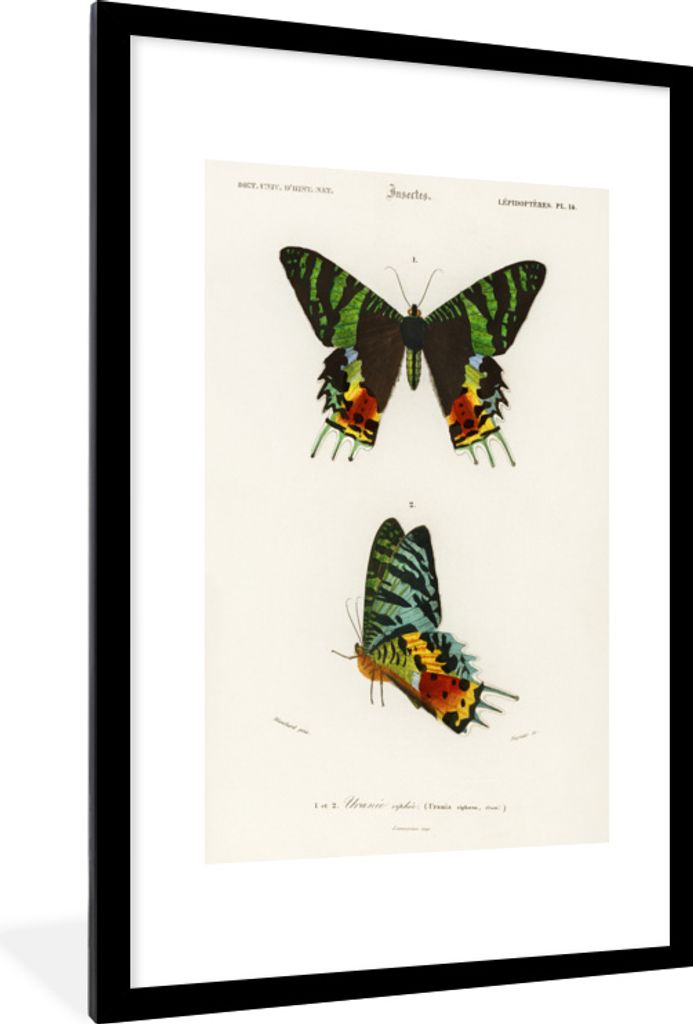 MuchoWow MuchoWow Gerahmtes Poster Schmetterling - Vintage - Insekten 60x90 cm - Poster mit zchwarzem Bilderrahmen - Dekoration - Wandposter Wo...