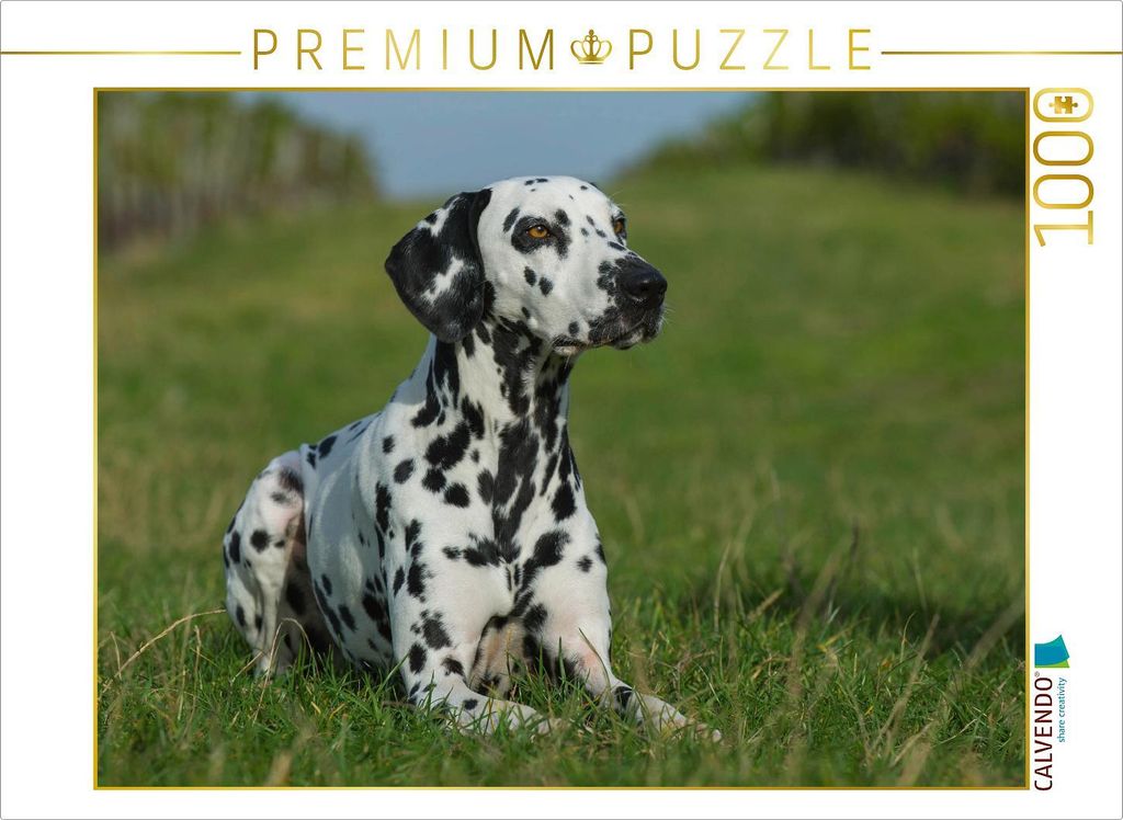 CALVENDO Puzzle Dalmatiner auf der Wiese | 1000 Teile Lege-Größe 64x48cm Foto-Puzzle für glückliche Stunden