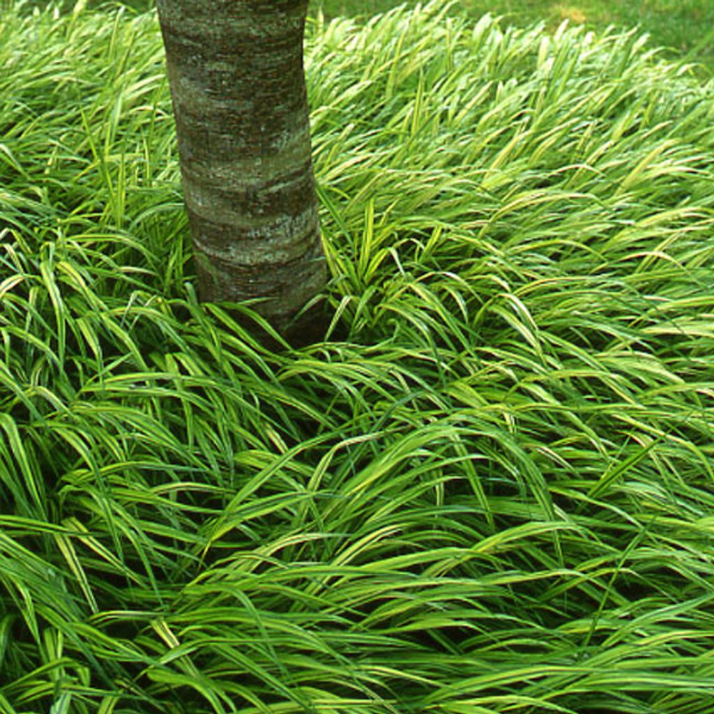 6 x Japanisches Berggras - Hakonechloa macra  | Topf 9cm x Produktbild 