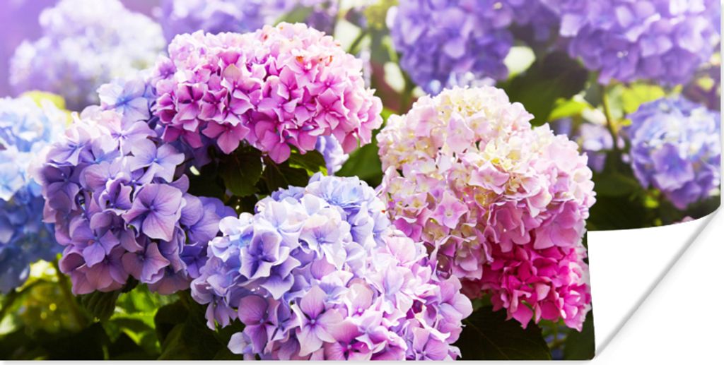 MuchoWow Poster Blumen - Hortensie - Rosa - Blätter - Sonne 40x20 cm - Poster für die Wand - Poster Schlafzimmer